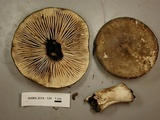 Russula dissimulans image