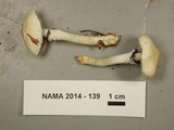 Stropharia albonitens image