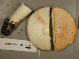Amanita aprica image