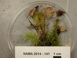 Spinellus fusiger image