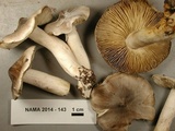 Tricholoma virgatum image