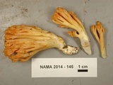 Ramaria flavigelatinosa image