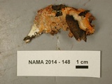 Phlebia radiata image