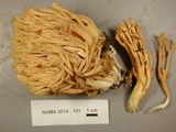 Ramaria cystidiophora image