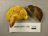 Phylloporus arenicola image