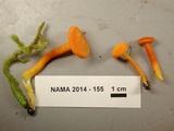 Hygrocybe miniata image