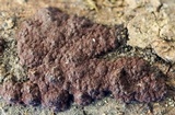 Hypoxylon perforatum image
