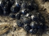 Annulohypoxylon nitens image