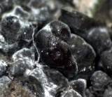 Aspicilia knudsenii image