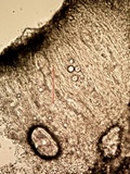 Aspicilia knudsenii image