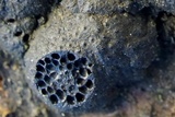 Annulohypoxylon annulatum image