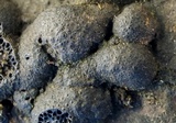 Annulohypoxylon annulatum image