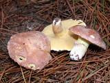 Suillus pseudobrevipes image