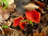 Sarcoscypha austriaca image