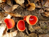 Sarcoscypha austriaca image