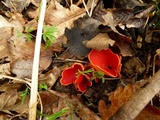 Sarcoscypha austriaca image
