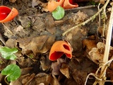 Sarcoscypha austriaca image