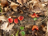 Sarcoscypha austriaca image
