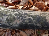 Biscogniauxia nummularia image