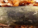 Biscogniauxia nummularia image