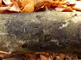 Biscogniauxia nummularia image