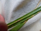 Puccinia obscura image