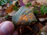 Uromyces erythronii image
