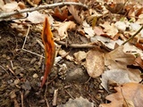 Uromyces erythronii image