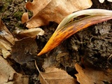 Uromyces erythronii image