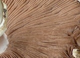 Agaricus deardorffensis image