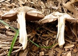 Agaricus deardorffensis image