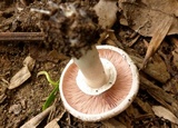 Agaricus deardorffensis image