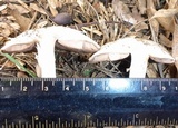 Agaricus deardorffensis image