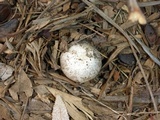 Agaricus deardorffensis image