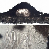 Julella vitrispora image