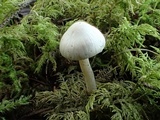 Inocybe whitei image