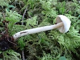 Inocybe whitei image