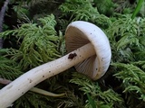 Inocybe whitei image