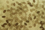 Parasola auricoma image