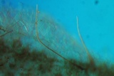Parasola auricoma image