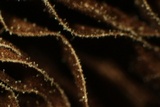 Parasola auricoma image