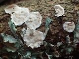 Stereum sanguinolentum image