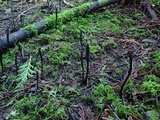 Geoglossum umbratile image