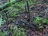 Geoglossum umbratile image