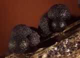 Badhamia foliicola image