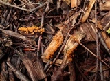 Badhamia foliicola image