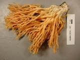 Ramaria leptoformosa image