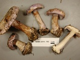 Cortinarius olympianus image