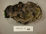 Hydnellum regium image