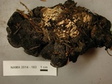 Hydnellum regium image